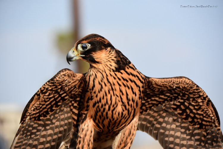 Lori's Foster Falcon
